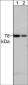 Anti-PKCδ (N-terminal region) Antibody