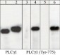 Anti-PLCγ1 (N-terminal region) Antibody