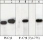 Anti-PLCγ1 (Tyr-775), Phosphospecific Antibody