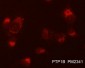 Anti-PTP1B (C-terminal region) Antibody