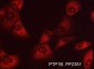 Anti-PTP1B (N-terminal region) Antibody