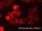 Anti-PTP1B (Ser-50), Phosphospecific Antibody