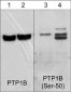 Anti-PTP1B (C-terminal region) Antibody