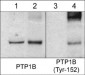 Anti-PTP1B (Tyr-152), Phosphospecific Antibody