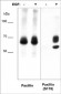 Anti-Paxillin Antibody