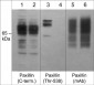 Anti-Paxillin (Thr-538), Phosphospecific Antibody