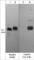 Anti-Paxillin (Tyr-118), Phosphospecific Antibody