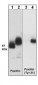 Anti-Paxillin (Tyr-31), Phosphospecific Antibody