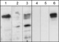 Anti-Plexin A1 (Sema Domain) Antibody
