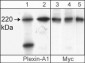 Anti-Plexin A1 (Sema Domain) Antibody