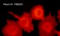 Anti-Plexin A1 (Sema Domain) Antibody