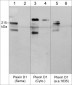 Anti-Plexin D1 (Cytoplasmic domain) Antibody