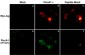 Anti-Plexin A1 (Sema Domain) Antibody
