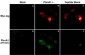 Anti-Plexin A1 (Sema Domain) Antibody