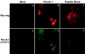 Anti-Plexin A1 (Sema Domain) Antibody