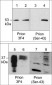 Anti-Prion Protein Antibody