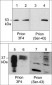 Anti-Prion Protein (Ser-43), Phosphospecific Antibody