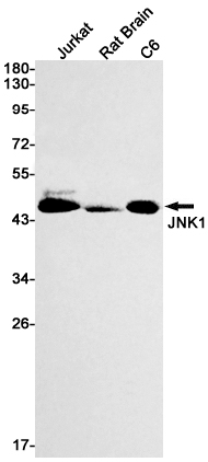 JNK1 Rabbit mAb