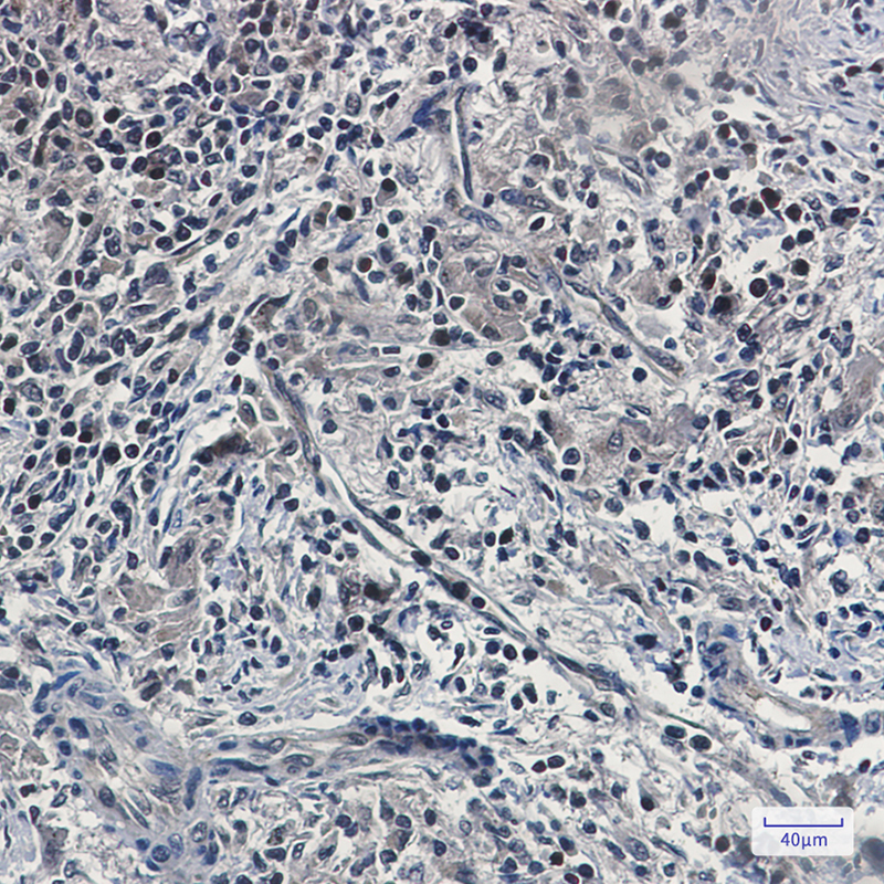 UFM1 Rabbit mAb