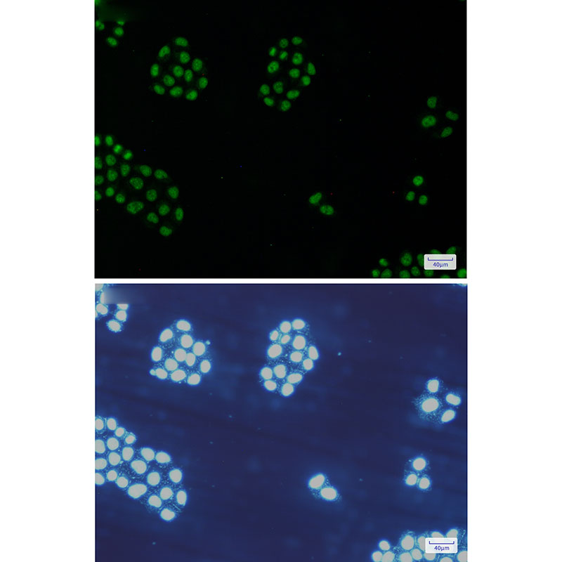 MCM5 Rabbit mAb