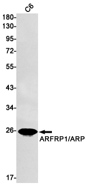 ARFRP1 Rabbit mAb