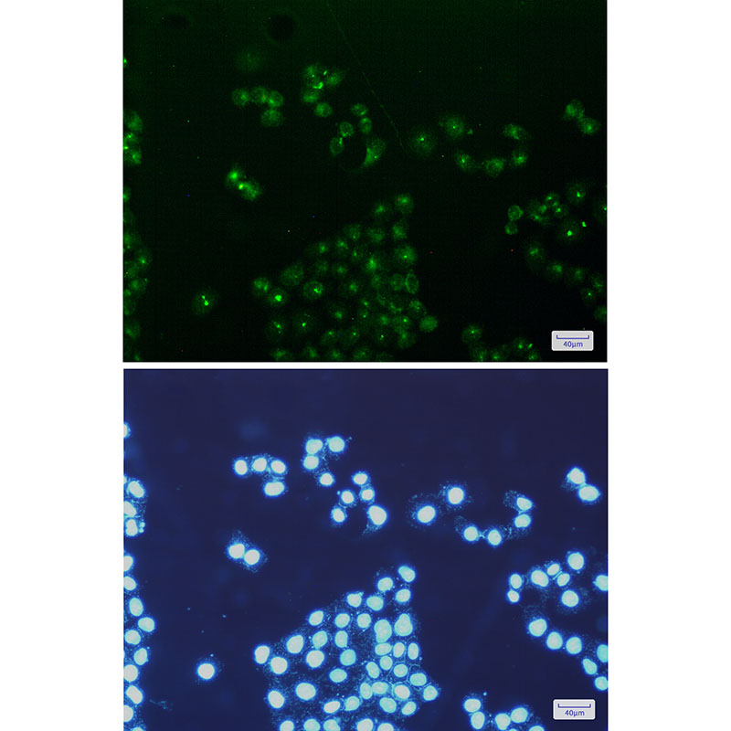 mtTFA Rabbit mAb