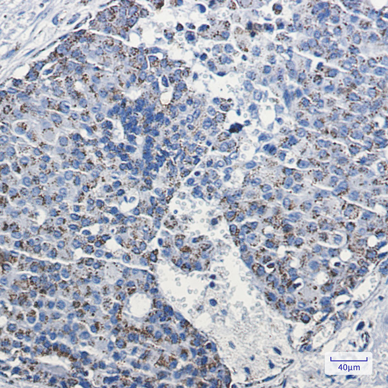 mtTFA Rabbit mAb