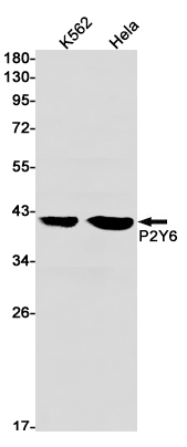 P2Y6 Rabbit mAb