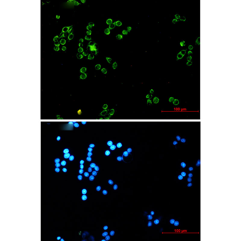 Lipoamide Dehydrogenase Rabbit mAb