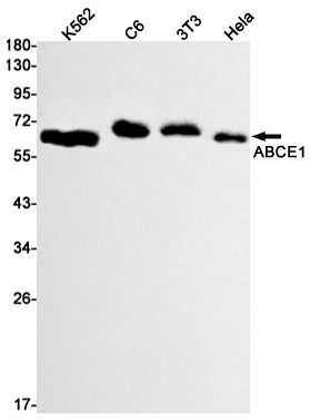 ABCE1 Rabbit mAb
