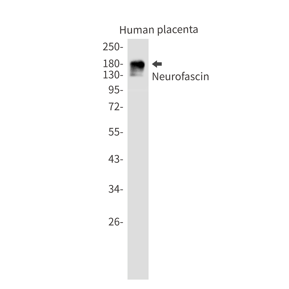 Neurofascin Rabbit mAb