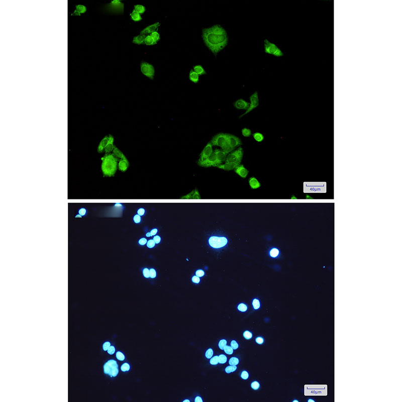 PGD Rabbit mAb