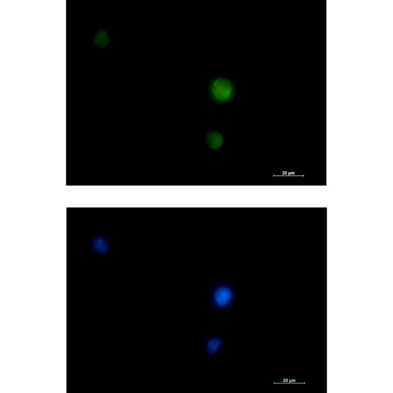 ERK1/2 Rabbit mAb