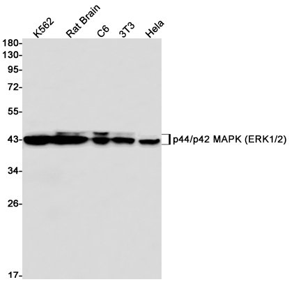 ERK1/2 Rabbit mAb
