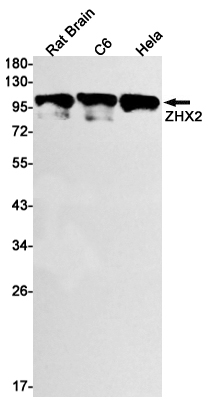 ZHX2 Rabbit mAb