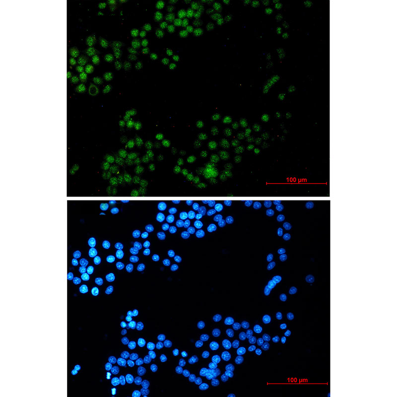 CRTC3 Rabbit mAb