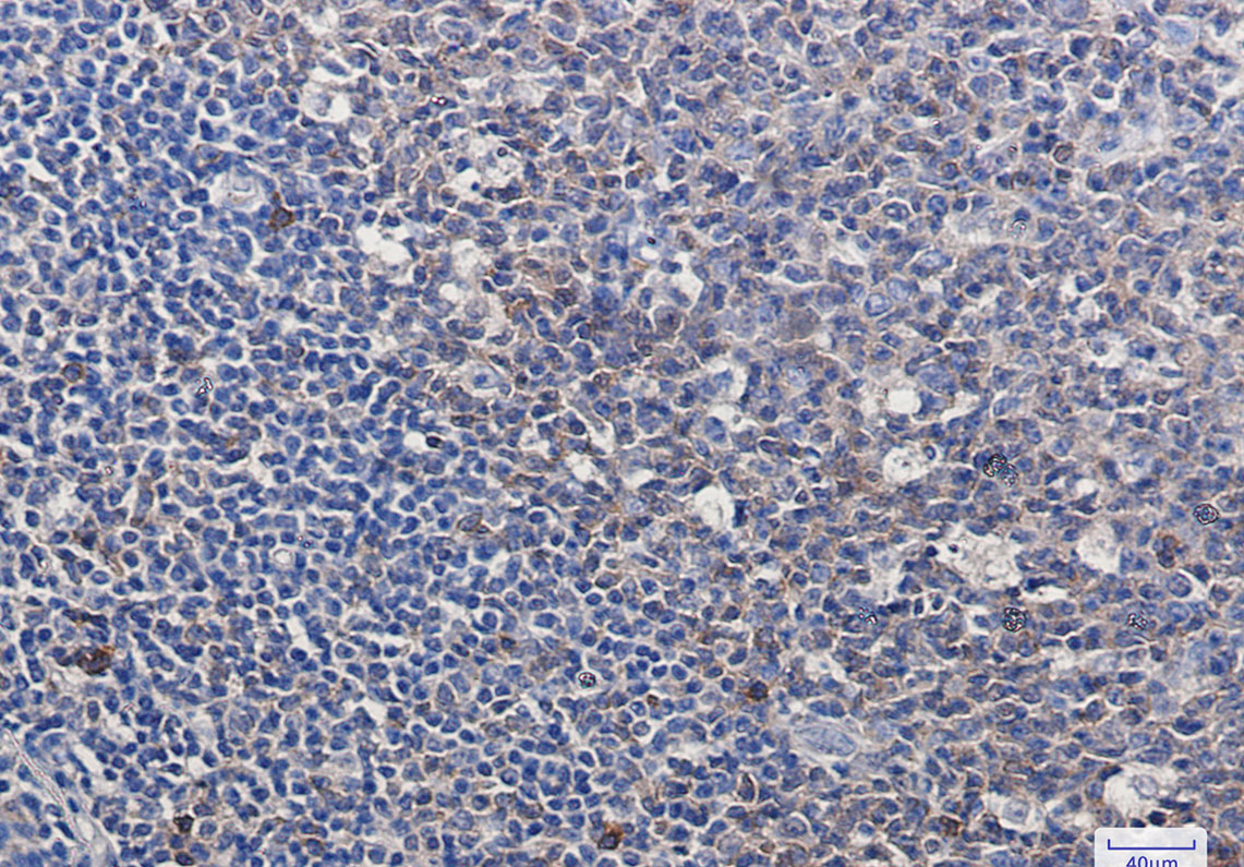 Caspase 3 Rabbit mAb