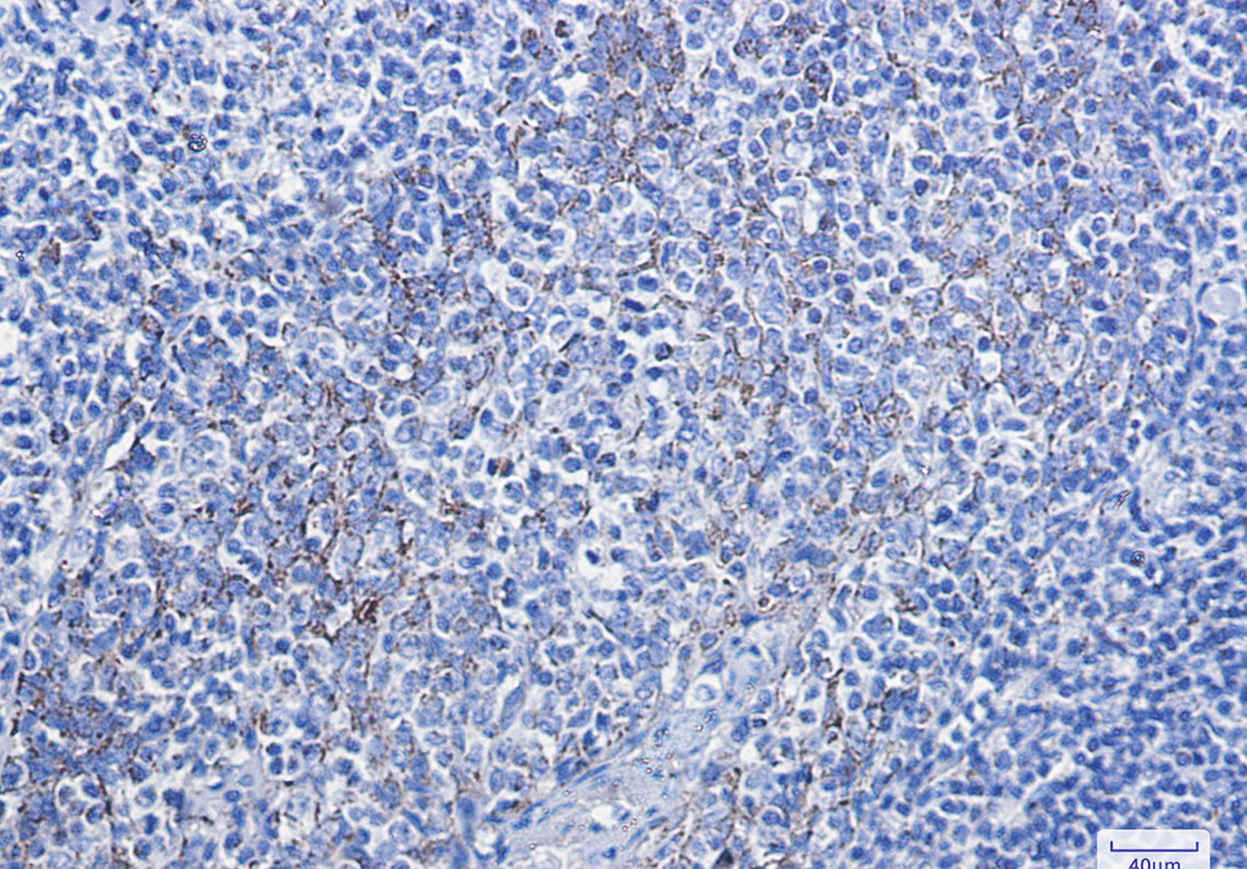 Cytochrome C Rabbit mAb