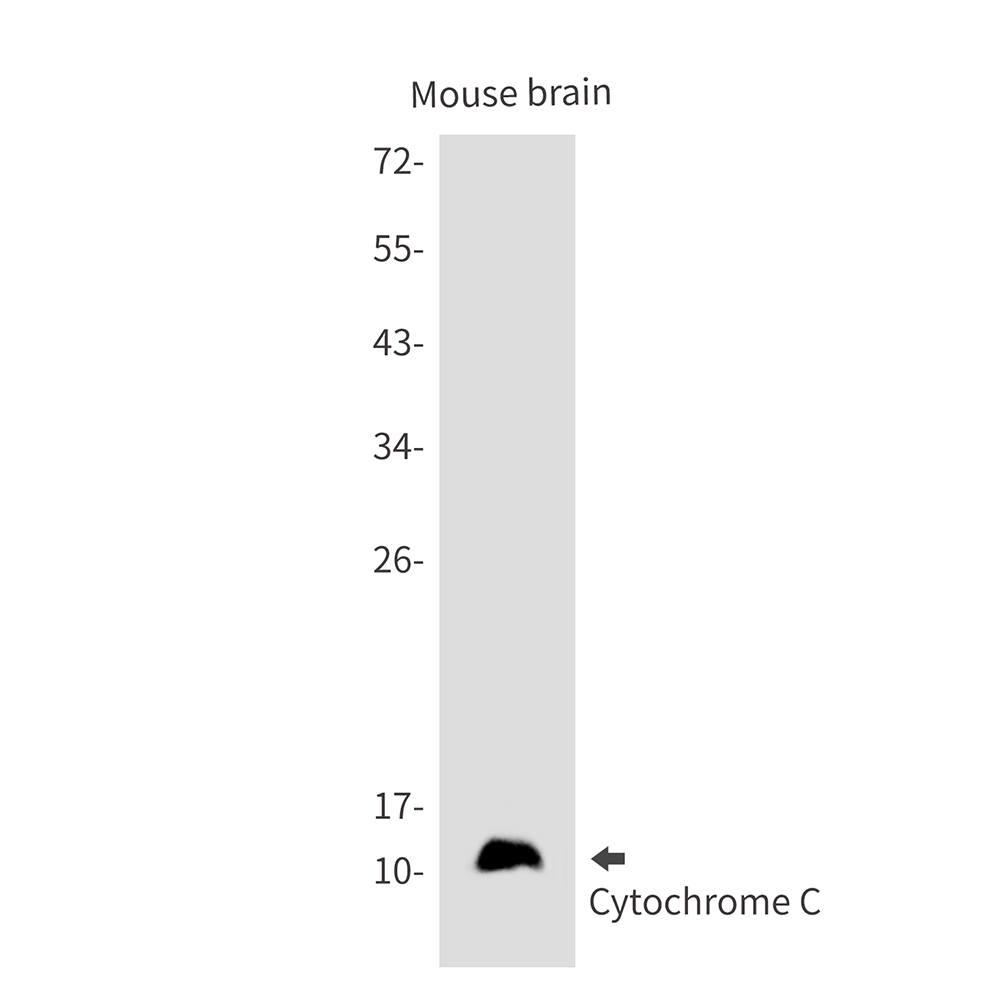 Cytochrome C Rabbit mAb