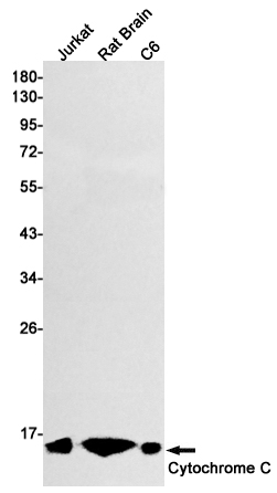 Cytochrome C Rabbit mAb