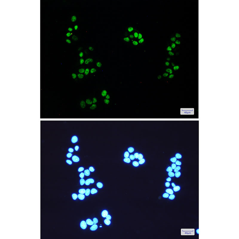 NEDD8 Rabbit mAb