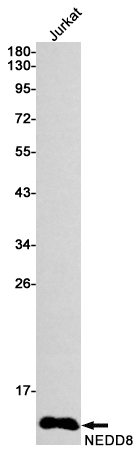NEDD8 Rabbit mAb