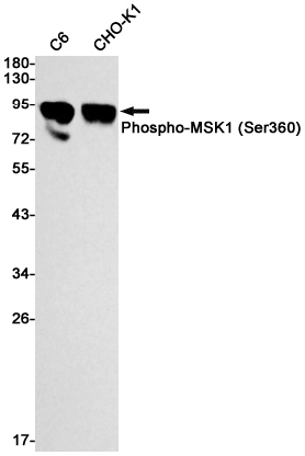 Phospho-MSK1 (Ser360) Rabbit mAb