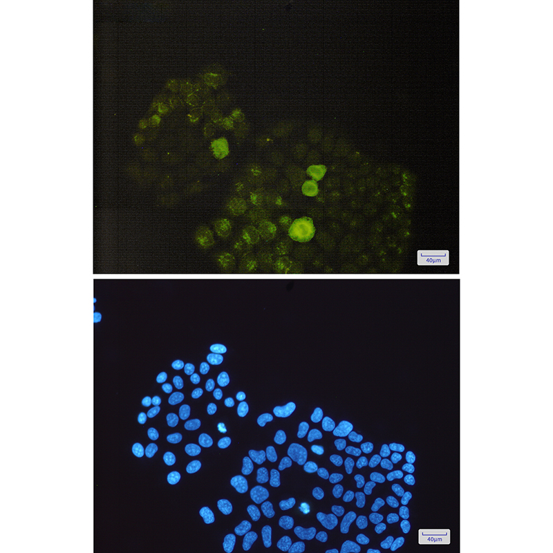 Phospho-PTP1B (Ser352) Rabbit mAb
