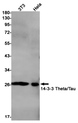 14-3-3 theta Rabbit mAb