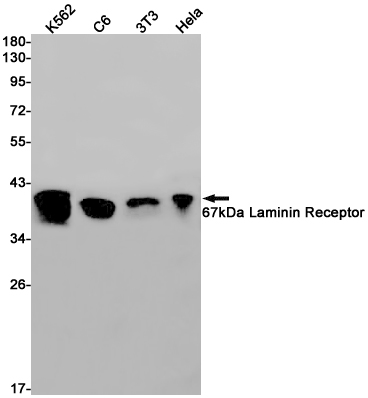 67kDa Laminin Receptor Rabbit mAb
