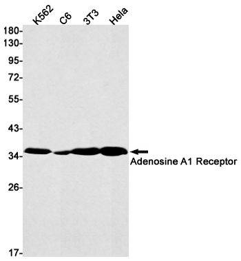 Adenosine A1 Receptor Rabbit mAb