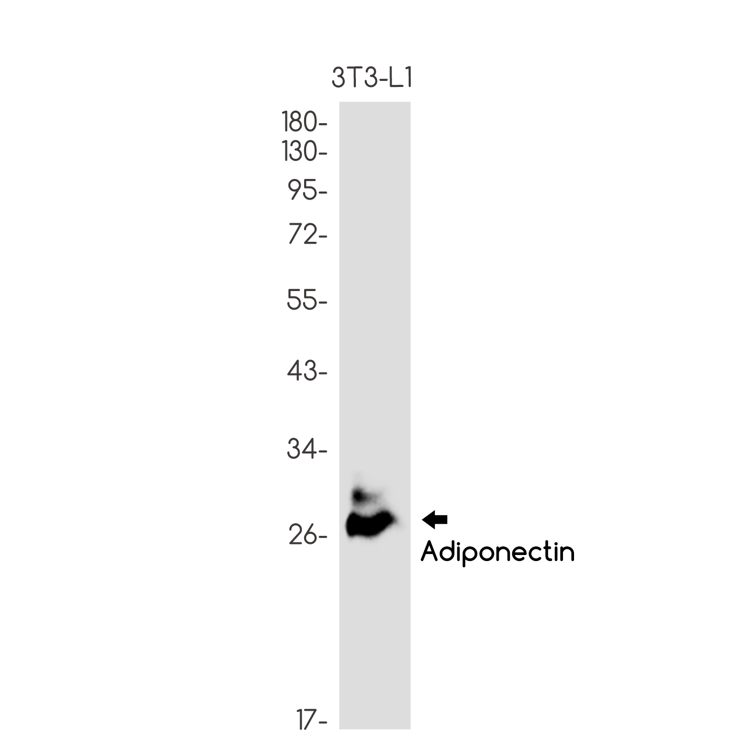 Adiponectin Rabbit mAb