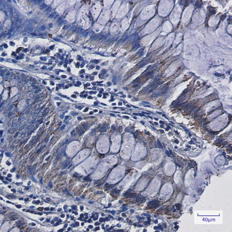 Adrenodoxin Rabbit mAb