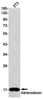 Adrenodoxin Rabbit mAb